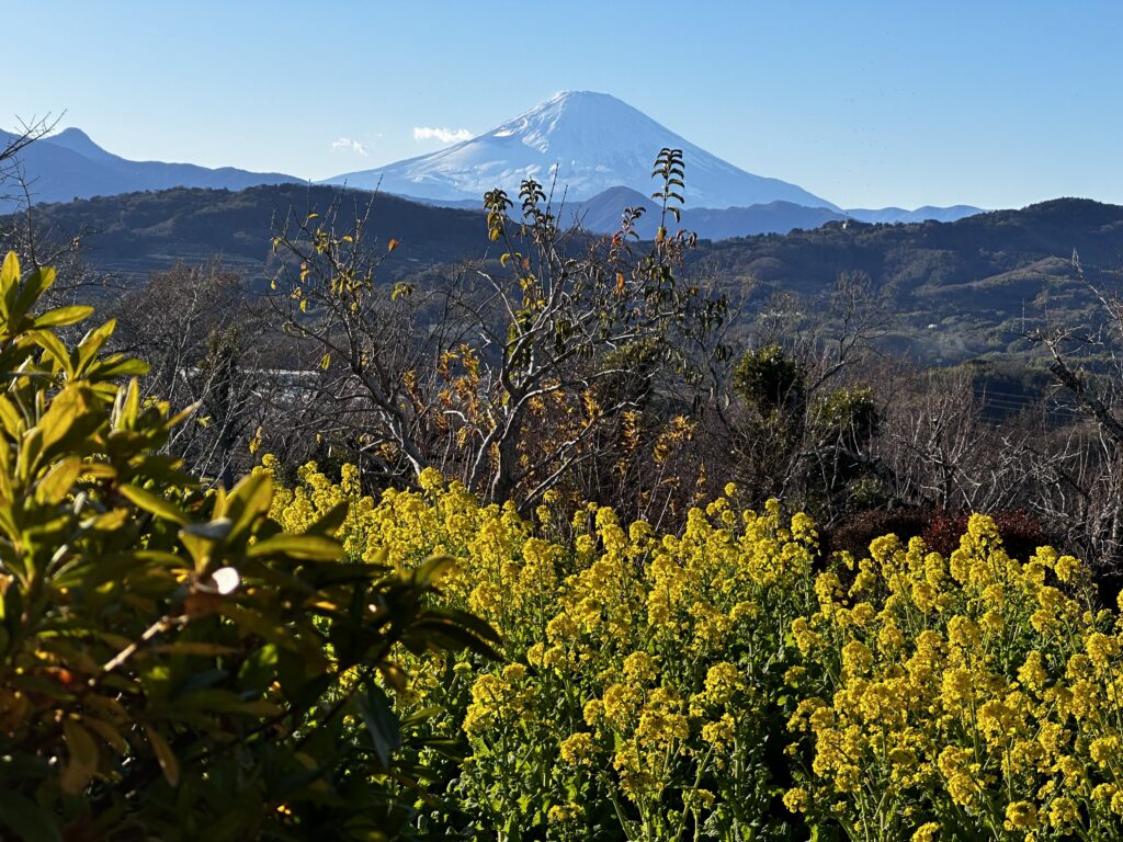 吾妻山公園:山頂から富士山を望む